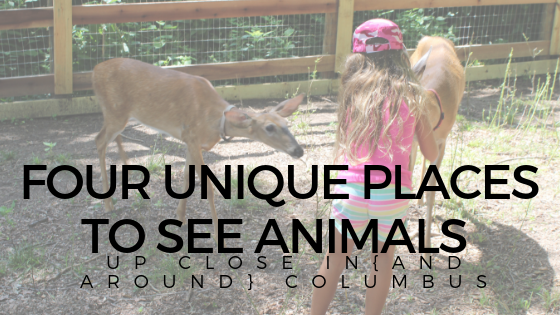 4 Unique Places to See Animals Up Close in {and around} Columbus