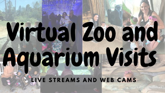 18 Zoos and Aquariums Offering Live Streams and  Animal Web Cams