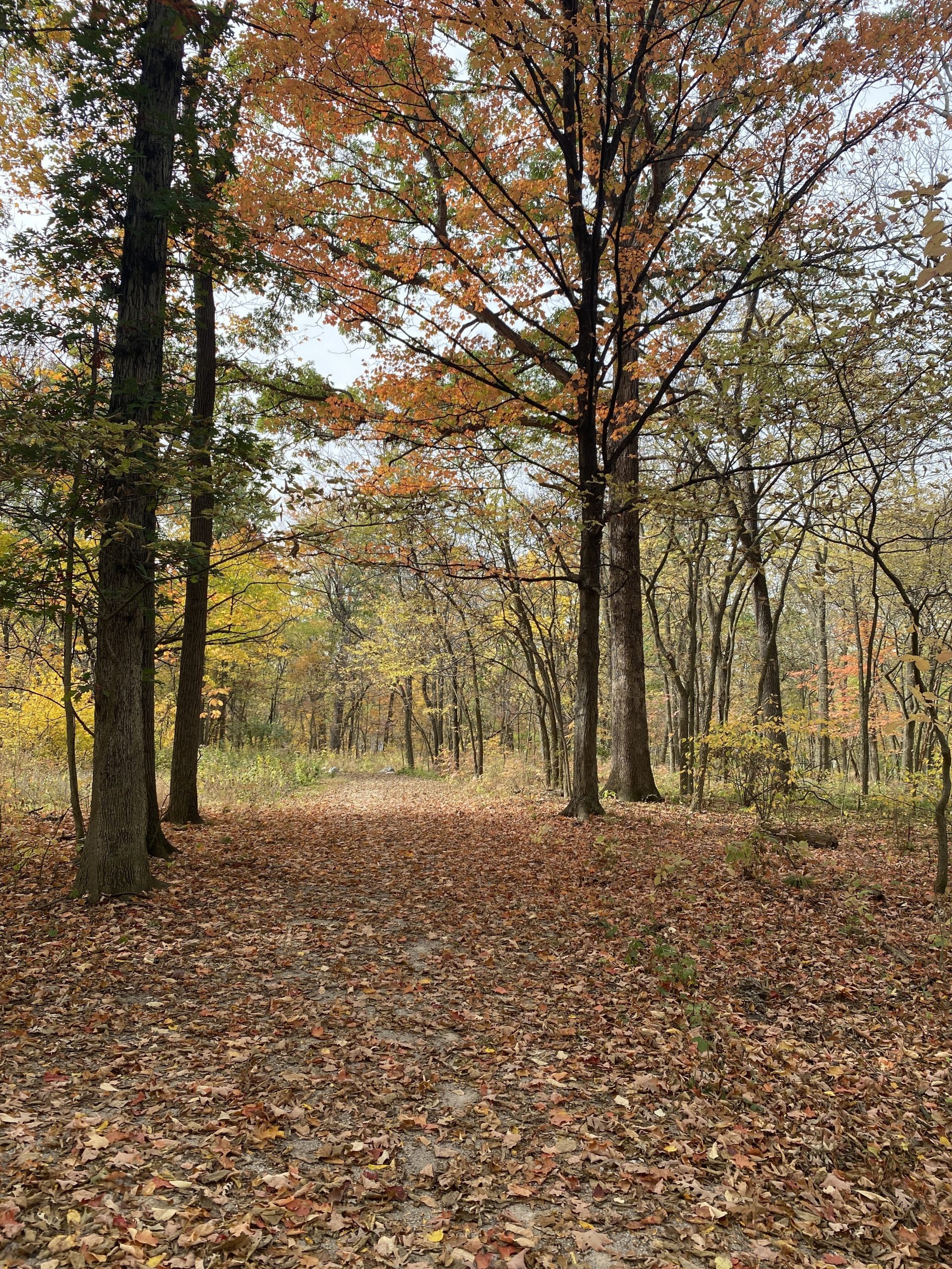 Exploring East Granville Road Park in Worthington: A Perfect Spot for Little Feet