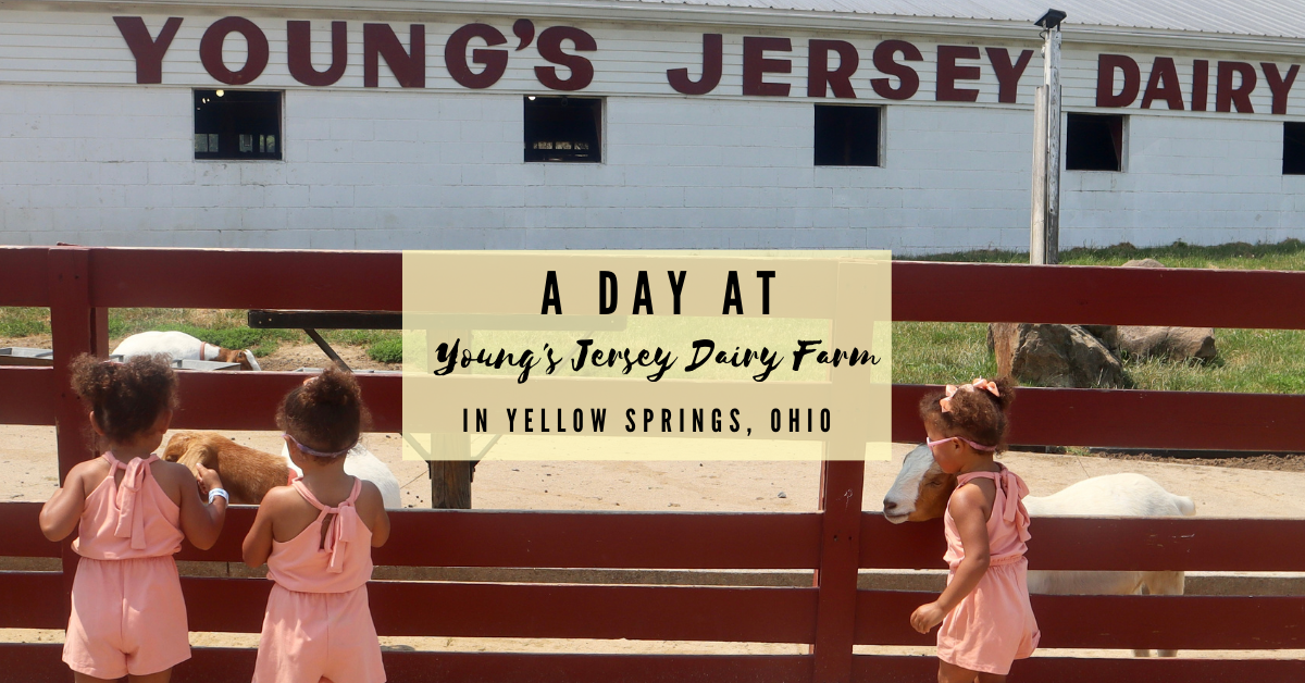 A Day at Young’s Jersey Dairy Farm