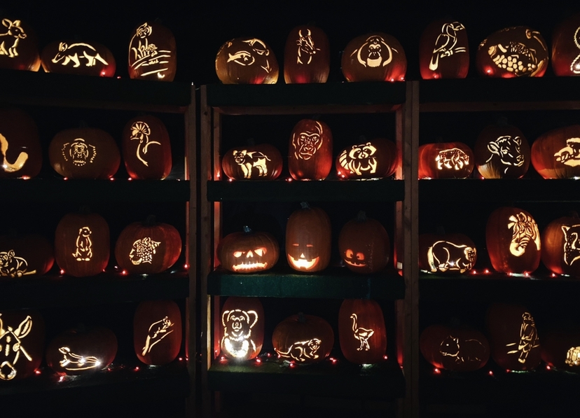 Rows of hand carved pumpkins at Columbus Zoo during Boo at the Zoo 