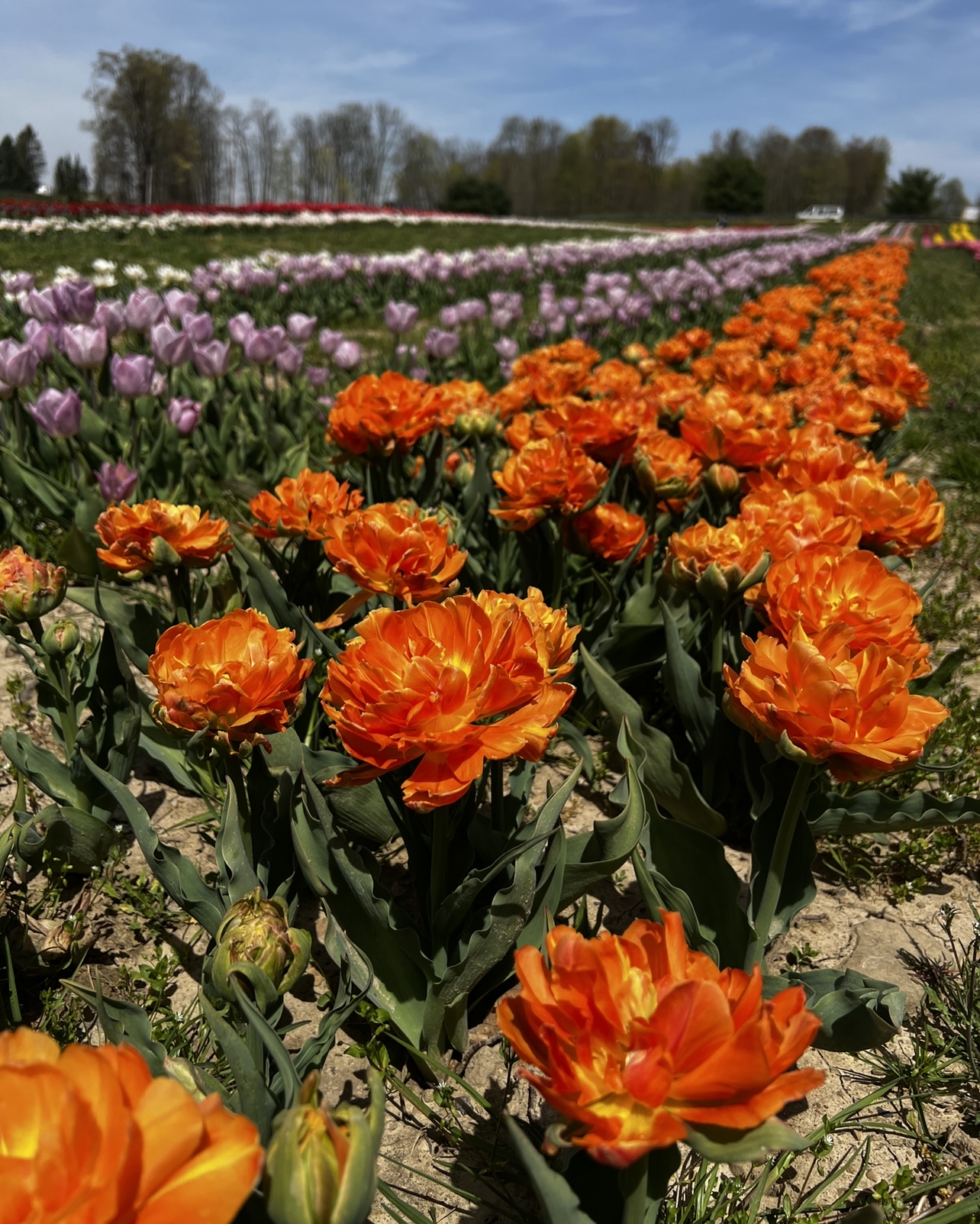 Tip-Toe Through the Tulips: Our Amazing Day at Timbuku Farms’ Tulip Festival