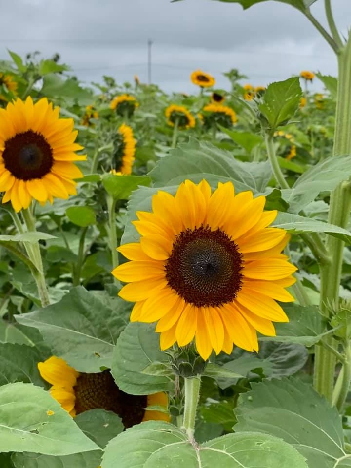 Celebrate Summer with S’Miles of Sunflowers at Lynd Fruit Farm