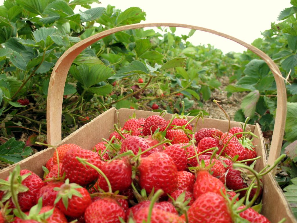 Strawberry Picking Spots