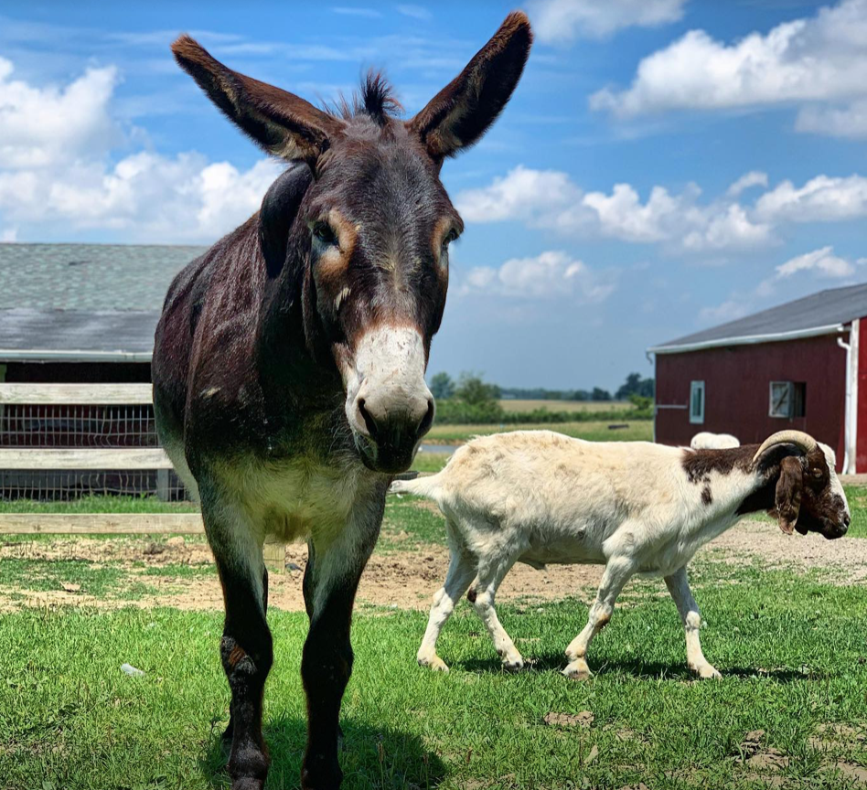 4 Unique Places to See Animals Up Close in {and around} Columbus - Eat ...